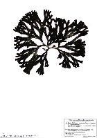 藏品(Fucus distichus Linnaeus subsp. evanescens (C. Agardh) Powell)的圖片